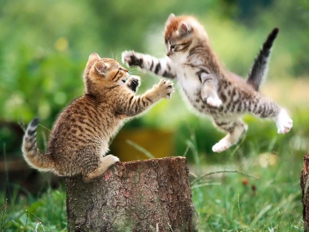 Caturday play