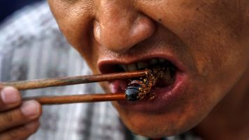 Paul Joseph Watson Eating Bugs